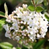 Viburnum × Burkwoodii
