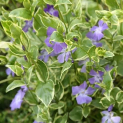 Vinca Major 'Variegata' 5 Vinca Major 'Variegata' -Cheap Plants Store pl0000004506 card3 lg scaled