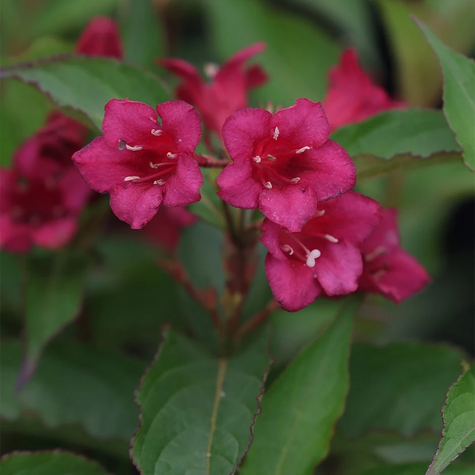 Weigela 'Bristol Ruby' 1 Weigela 'Bristol Ruby'
