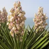 Yucca Filamentosa
