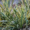 Yucca Filamentosa 'Bright Edge'
