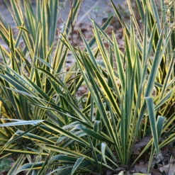 Yucca Filamentosa 'Bright Edge'
