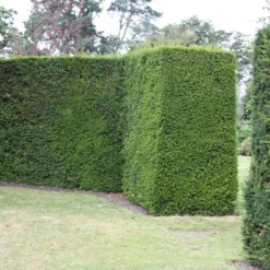 Taxus Baccata