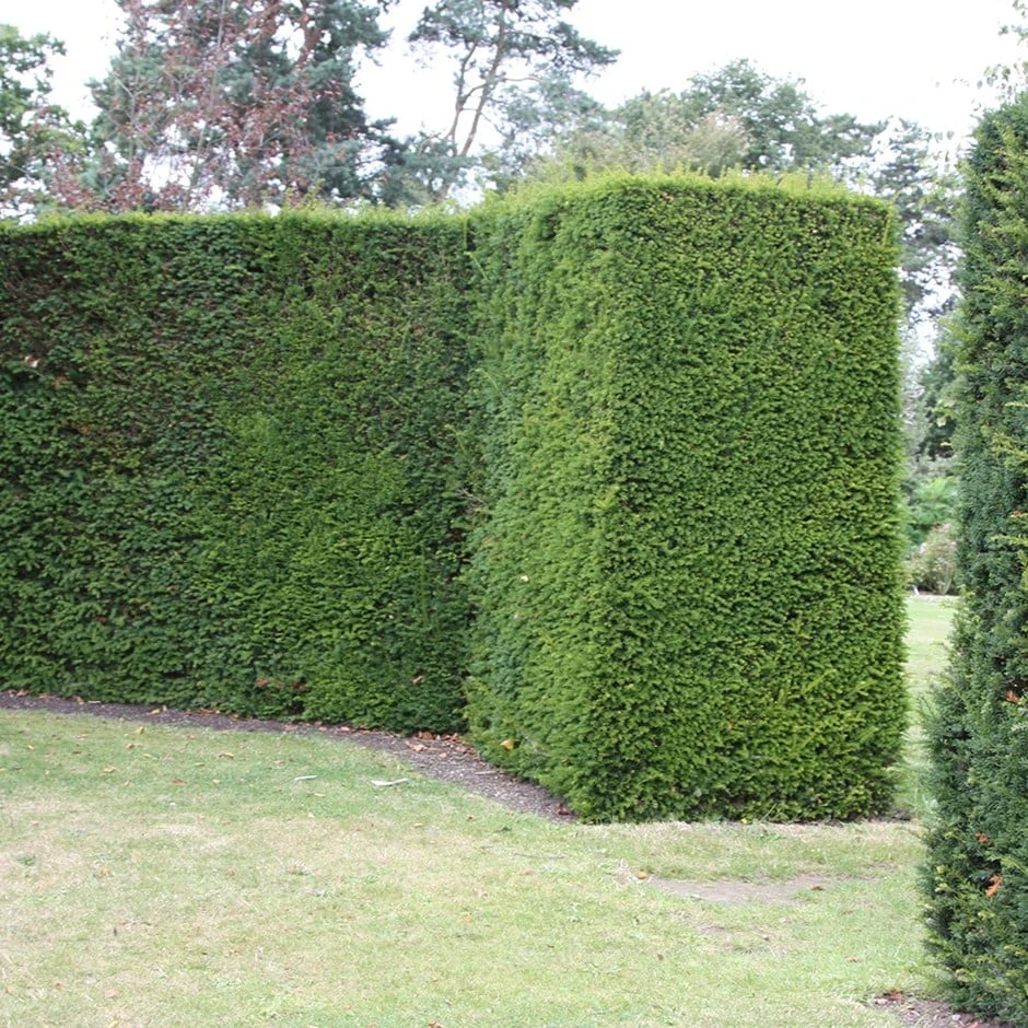 Taxus Baccata 1 Taxus Baccata