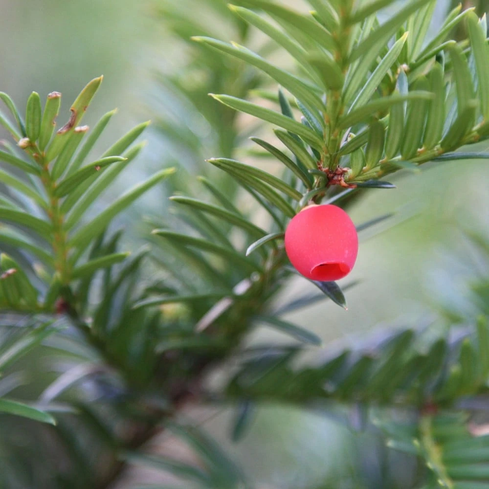 Taxus Baccata 2 Taxus Baccata - Image 2