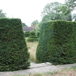 Taxus Baccata 6 Taxus Baccata -Cheap Plants Store pl0000006230 card3 lg