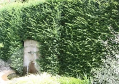 Taxus Baccata 7 Taxus Baccata -Cheap Plants Store pl0000006230 card4 lg