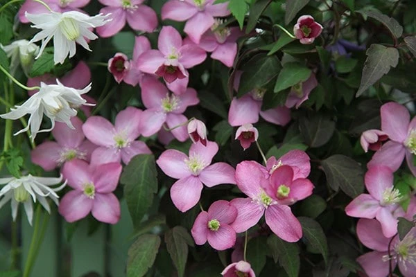 Clematis 'Freda' 2 Clematis 'Freda' - Image 2