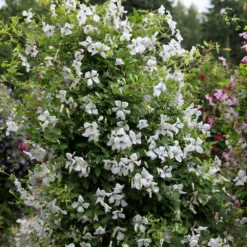 Clematis 'Alba Luxurians' -Cheap Plants Store pl0000007066 card3 lg