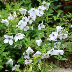 Clematis 'Alba Luxurians' -Cheap Plants Store pl0000007066 card4 lg