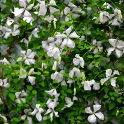 Clematis 'Alba Luxurians' -Cheap Plants Store pl0000007066 card5 lg