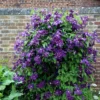 Clematis 'Polish Spirit'