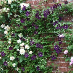 Clematis 'Polish Spirit' -Cheap Plants Store pl0000007068 card3 lg