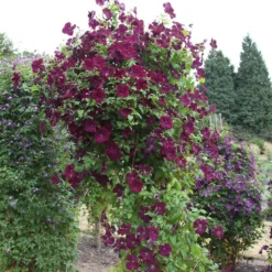 Clematis 'Royal Velours' -Cheap Plants Store pl0000007069 card3 lg