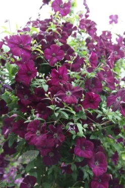 Clematis 'Royal Velours' -Cheap Plants Store pl0000007069 card4 lg
