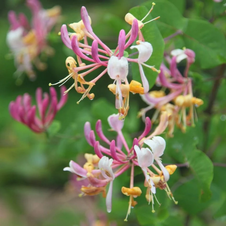 Lonicera × Americana 1 Lonicera × Americana