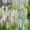 Wisteria Sinensis Var. Sinensis F. Alba