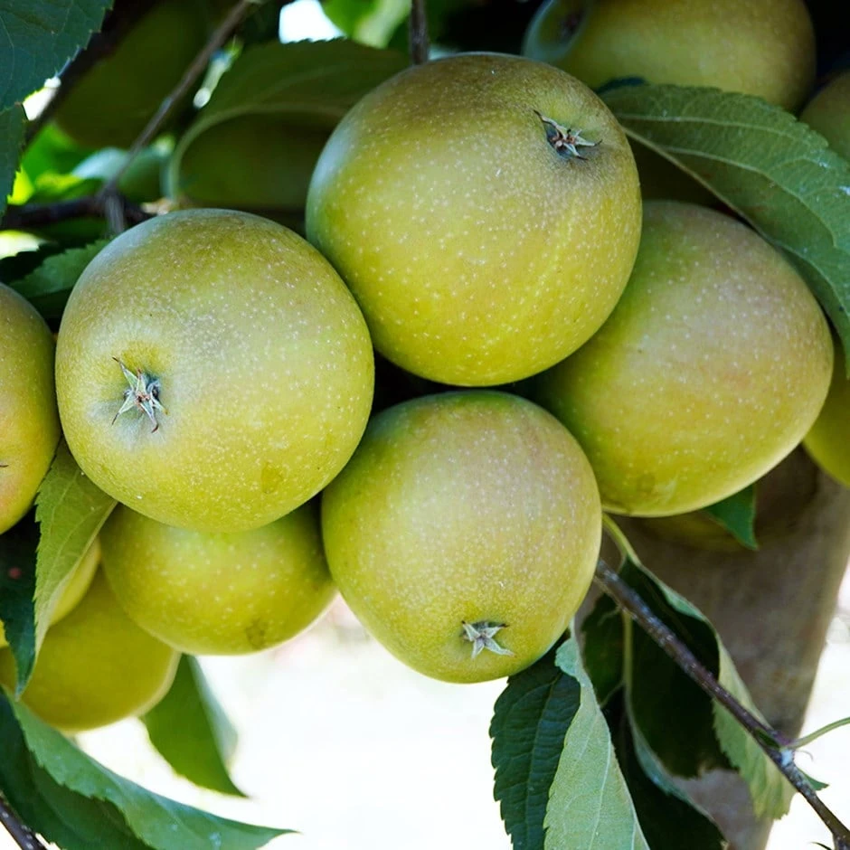 Apple 'Reverend W. Wilks' 1 Apple 'Reverend W. Wilks'