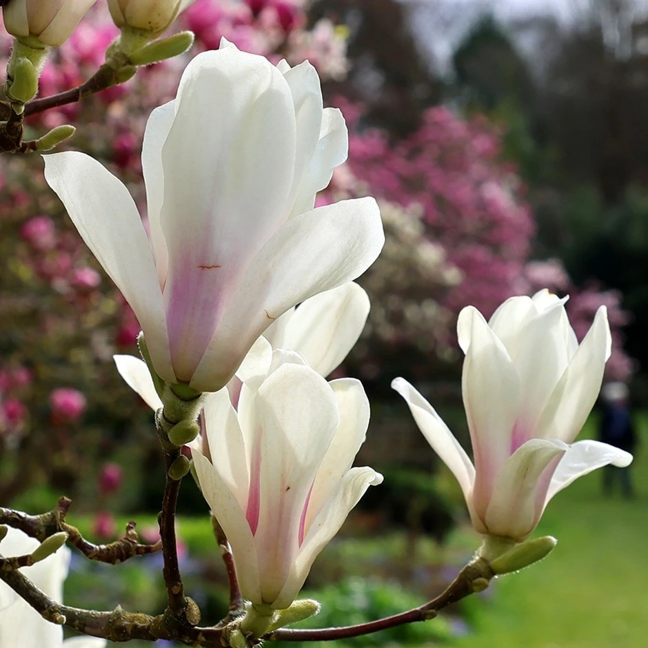 Magnolia × Soulangeana 'Alba Superba' 1 Magnolia × Soulangeana 'Alba Superba'