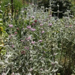 Phlomis Italica 5 Phlomis Italica -Cheap Plants Store pl0000007961 card3 lg