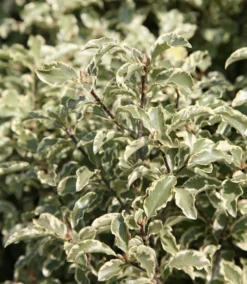 Pittosporum Tenuifolium 'Variegatum' -Cheap Plants Store pl0000007975 card3 lg