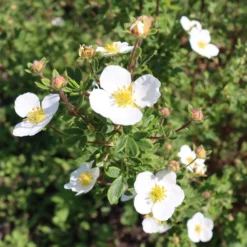 Potentilla Fruticosa Abbotswood