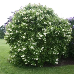 Syringa Vulgaris 'Primrose'