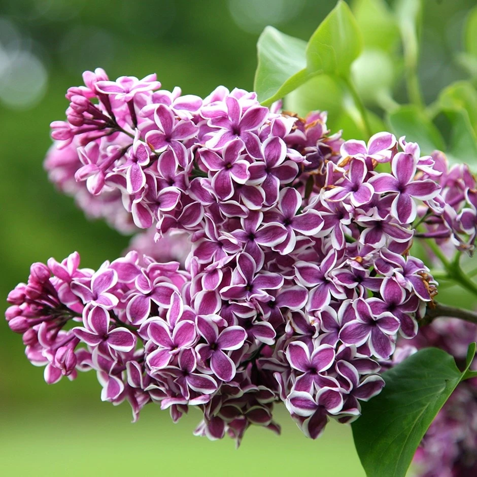 Syringa Vulgaris 'Sensation' 1 Syringa Vulgaris 'Sensation'