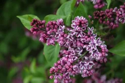 Syringa Vulgaris 'Sensation' 6 Syringa Vulgaris 'Sensation' -Cheap Plants Store pl0000008055 card3 lg