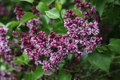 Syringa Vulgaris 'Sensation' 7 Syringa Vulgaris 'Sensation' -Cheap Plants Store pl0000008055 card4 lg