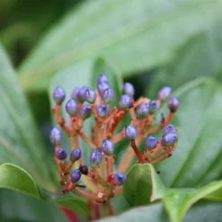 Viburnum Davidii -Cheap Plants Store pl0000008067 card3 lg