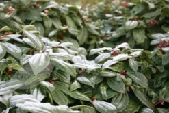 Viburnum Davidii -Cheap Plants Store pl0000008067 card4 lg