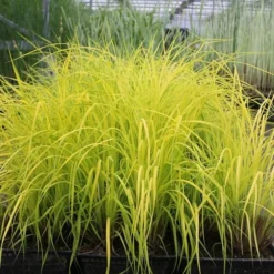 Carex Elata 'Aurea' -Cheap Plants Store pl0000077799 card3 lg