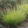 Sesleria Autumnalis