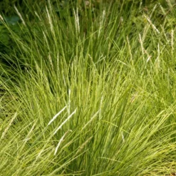 Sesleria Autumnalis -Cheap Plants Store pl0000077815 card3 lg