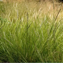 Sesleria Autumnalis -Cheap Plants Store pl0000077815 card4 lg