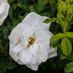 Rosa 'Blanc Double De Coubert' -Cheap Plants Store pl0000077824 card3 lg