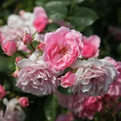 Rosa Bonica ('Meidomonac') (PBR) -Cheap Plants Store pl0000077825 card3 lg