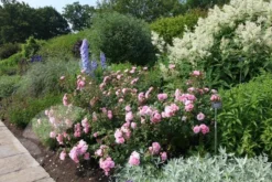 Rosa Bonica ('Meidomonac') (PBR) -Cheap Plants Store pl0000077825 card4 lg