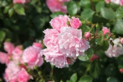Rosa Bonica ('Meidomonac') (PBR) -Cheap Plants Store pl0000077825 card5 lg
