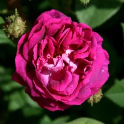 Rosa 'William Lobb'