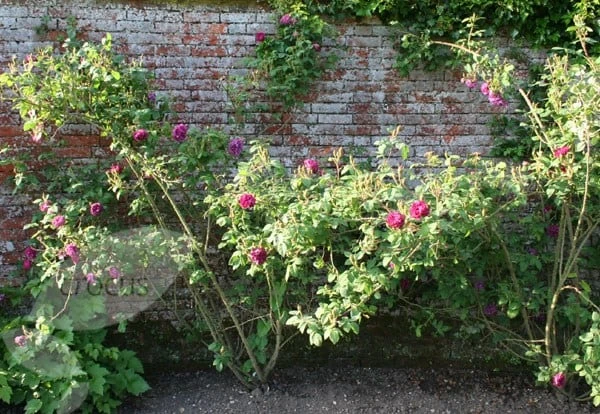 Rosa 'William Lobb' 2 Rosa 'William Lobb' - Image 2