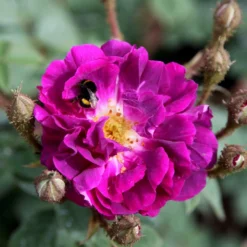 Rosa 'William Lobb' 5 Rosa 'William Lobb' -Cheap Plants Store pl0000077827 card3 lg