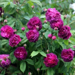 Rosa 'Cardinal De Richelieu' -Cheap Plants Store pl0000077832 card3 lg