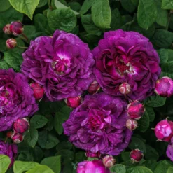 Rosa 'Cardinal De Richelieu' -Cheap Plants Store pl0000077832 card5 lg