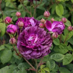 Rosa 'Cardinal De Richelieu' -Cheap Plants Store pl0000077832 card7 lg