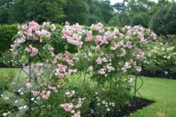Rosa 'Felicia' -Cheap Plants Store pl0000077849 card3 lg