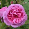 Rosa 'Louise Odier'
