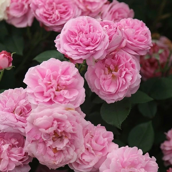 Rosa 'Louise Odier' 2 Rosa 'Louise Odier' - Image 2