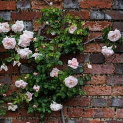 Rosa 'New Dawn' -Cheap Plants Store pl0000077913 card3 lg